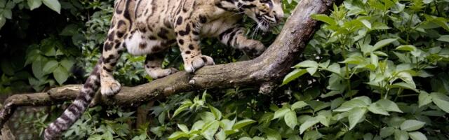 Jedna od najlepših i najređih velikih mački na planeti ponovo uočena u himalajskoj šumi