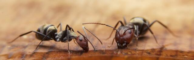Stan su vam napali mravi? Rešenje je ovaj proizvod od 100 DINARA