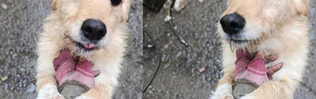 Udomi, ne kupuj: Suki je spremna da bude nečiji pravi prijatelj