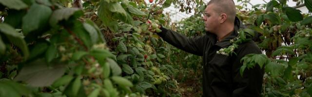 Ovaj princip spasava srpsku malinu: Nova era proizvodnje donosi visoke cene i dvostruku berbu!
