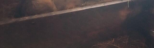 Zver ušla u štalu i mirno ležala pored teladi: Šok prizor sa Žabljaka, kruže neverovatni snimci