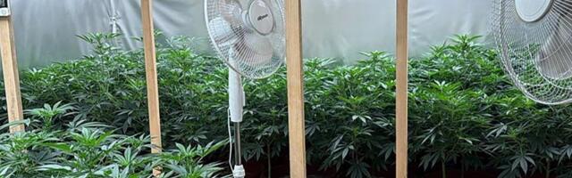 FOTO: U Subotici zaplenjene dve laboratorije za proizvodnju marihuane