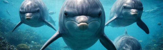 Čovek sa Floride tvrdi: Kidnapovala me grupa delfina