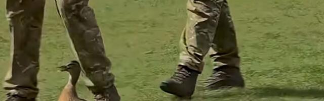 VIDEO: Pačići prekinuli kraljevski plotun u Londonu, vojnici ih sproveli na bezbedno