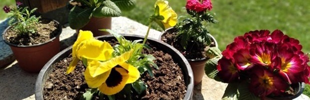 NAREDNIH DESET DANA ”VARLJIVO PROLEĆE”