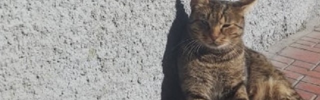 Izbacili ga iz stana, a kada su videli šta je unutra ostali su u šoku!