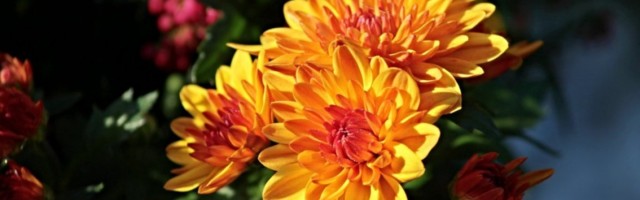 VESNIK JESENI: Ovo cveće privlači SREĆU, a veruje se da jedna LATICA potopljena u vinu donosi DUG ŽIVOT!