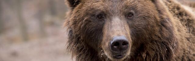 Evo šta znači kad na Sretenje pada kiša: Danas lije, ali čeka se šta će “medved da kaže”