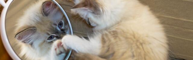 Vaša mačka uporno grebe po staklu, ogledalu ili ekranu: Ne zamerite joj, možda ste baš vi krivi za to!