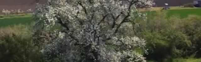 Najveća kruška u Srbiji daje tonu plodova: Evo gde se nalazi