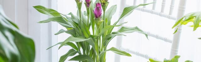 Trikovi za raskošno cvetanje: Kako da vaše sobne biljke brže procvetaju