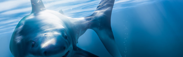 I velike bele ajkule imaju svog predatora, to je ova životinja