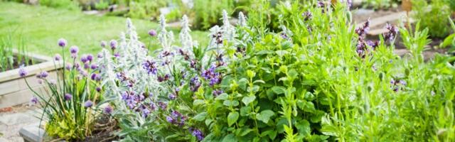 Savet za baštovane: Kako se pravilno zaliva lavanda?