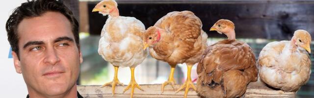 Da li je saosećanje postalo zločin: Oskarovac brani aktivistkinju kojoj zbog spasavanja kokoški preti zatvor