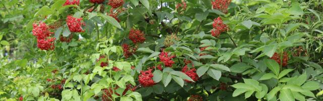 Japanski naučnici otkrili „tajni dogovor“ biljke i buba