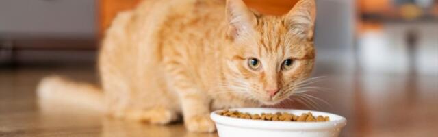 Zašto mačke nikad ne pojedu svu hranu iz činije? Nauka otkriva njihov tajni instinkt