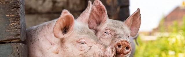 UŽAS NA FARMI: U jednoj noći stradalo 1.500 SVINJA!