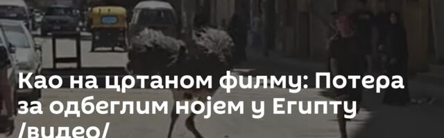 Као на цртаном филму: Потера за одбеглим нојем у Египту /видео/