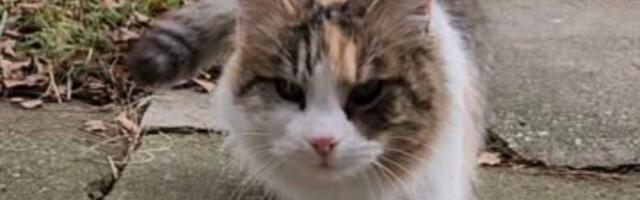 Šumska vila iz Belegiša: Lepa, zdrava i nepredvidiva mačka traži vlasnika s posebnom harizmom