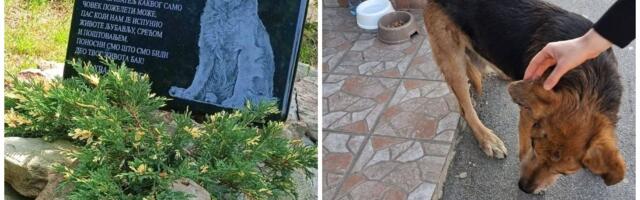 Uginuo najdraži pas sa ulica Beograda! Komšije se udružile da učine nešto prelepo: "Dule je ovo zaslužio"