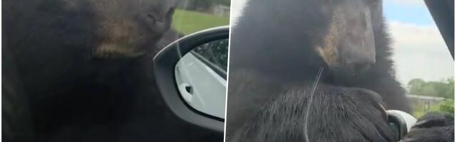 HOROR SCENA! Ogroman MEDVED napao automobil u kojem su bila DECA! Zver je otkinula retrovizor, usledili su VRISCI i borba za život! (FOTO)