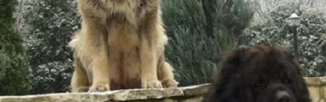 Ovako su srpski šarplaninci odbranili srpsko selo i seljane od američke vojske