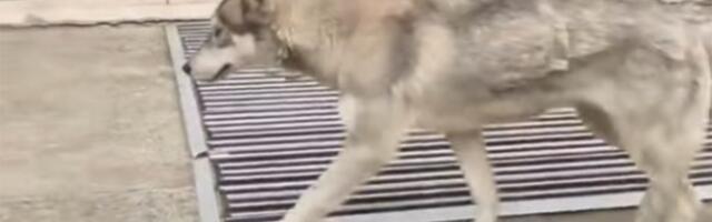 Uhvaćena životinja za koju su Podgoričani tvrdili da je vuk: Poznato o kojoj je vrsti reč