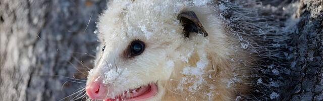 Trulež iz analnih žlezda, ukočeno telo, "stakleni" pogled: Zašto neke životinje lažiraju svoju smrt