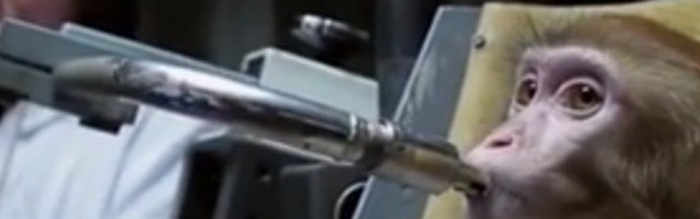 Ljudskim semenom oplodili majmunicu, šta li će biti sledeće?