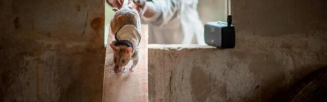 Pacovi sa prslucima i kamerama uskoro će spašavati ljudske živote u ruševinama