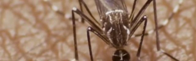 Postoji jedna stvar koja će vas 100 posto zaštititi od nasrtljivih letećih napasti!