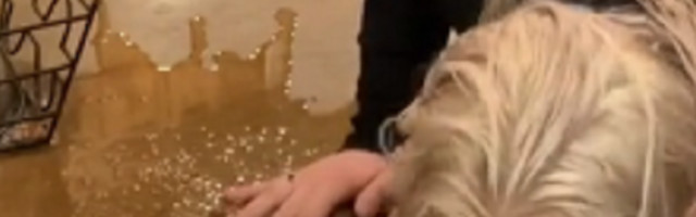 Zbog suludog fetiša ova devojka na Tik Toku zarađuje 10.000 dolara mesečno (VIDEO)