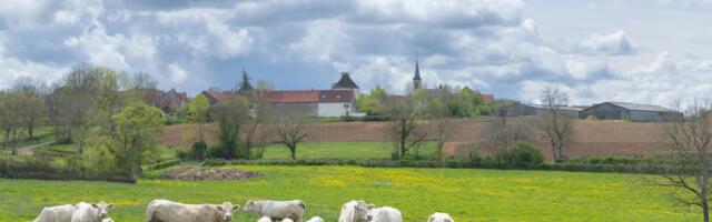 Sever Banata lepši od Amerike: Mladi Andrej sa 40 grla šarole u rodnom selu gradi gazdinstvo za ponos