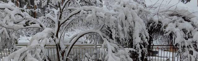Lozničani danima bez struje jer brane seču drveća koje ugrožava mrežu: Oglasio se direktor EPS Loznica
