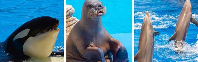 Meksiko ZABRANIO predstave sa morskim sisarima, ZAKON neumoljiv: To su živa bića, NISU ATRAKCIJA