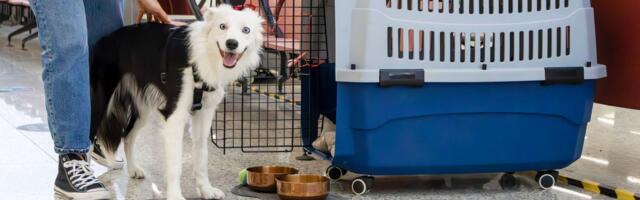 Od KOG DATUMA će vlasnici ljubimaca iz Srbije putovati u EU bez titar testa i koje OBAVEZE ostaju na snazi