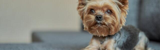 Ovo su 3 najtraženije rase pasa: Porodice ih obožavaju, a razlozi će vas iznenaditi