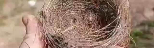 VIDEO: U Ukrajini ptice prave gnezda od optičkih vlakana