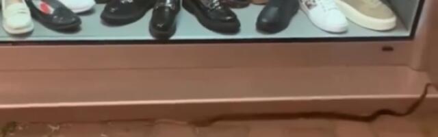 Kolika zmijurina: Izašla na ulicu i to u centar grada (VIDEO)