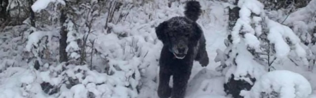 Optička iluzija zaludela ljude - šta vi vidite na slici?