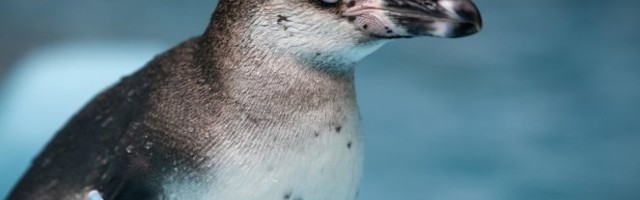 FENOMEN U ŽIVOTINJSOM CARSTVU! Ovo je jedini primerak pingvina koji nema ni jednu crnu šaru! /FOTO/
