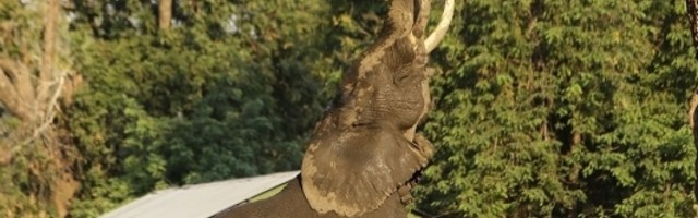 Zoološki vrt u Varšavi daje slonovima marihuanu