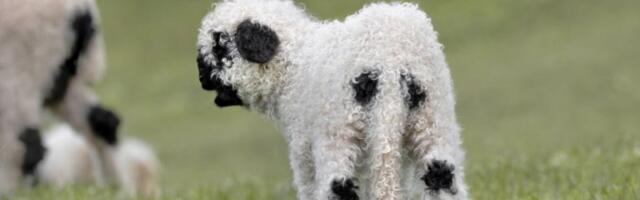 ČUDO U SRBIJI! Rodilo se jagnje sa TRI OKA u mestu kod Koceljeve, veterinar bio zatečen kad ga je ugledao! (VIDEO)