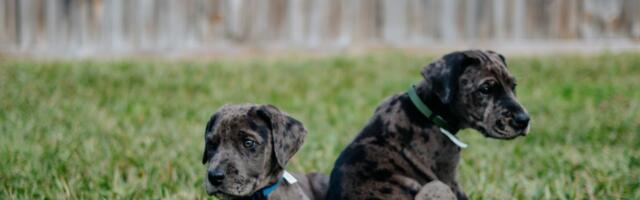 Doberdan, NAJPAMETNIJI PAS koga ćete sresti: Džin koji ne sme da bude sam sa malom decom