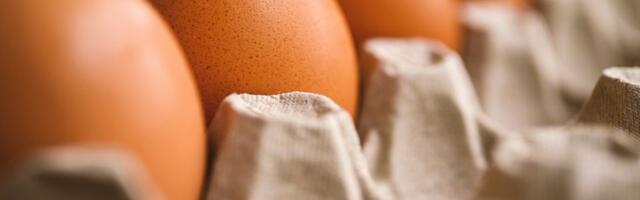 Više od pola miliona jaja iz Srbije uništeno u Severnoj Makedoniji