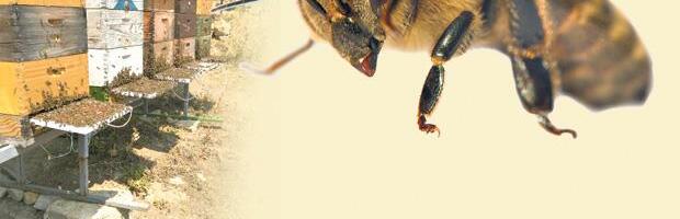 Zgroženi korisnici drušvenih mreža: Pčela sletela čoveku na nogu i ispustila neobičnu "žutu tečnost": Polizao sam je, ali ukus je bio čudan... (VIDEO)