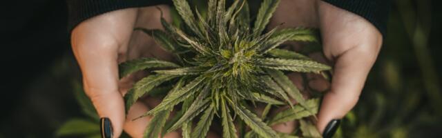 Kanabis: 3 neočekivane promene koje donosi kako starite