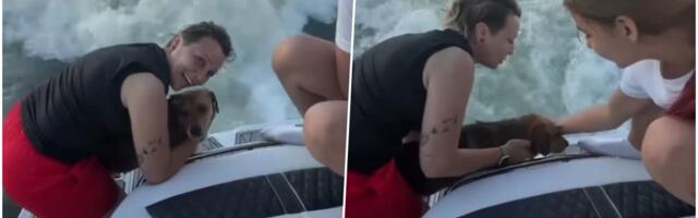 HEROJSKA AKCIJA NA SAVI! Pas Medena upala slučajno u reku sa Brankovog mosta, uplašila i sebe i Aleksu: Javili se vlasnici - evo kako je spasena! (VIDEO)