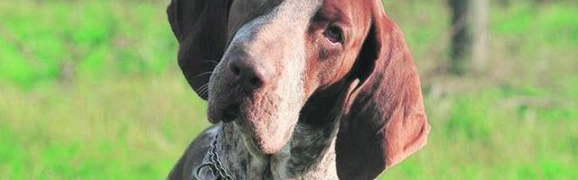 DA LI JE DOBRO ŠETATI LJUBIMCE U 23H! Evo šta kaže stručnjak za životinje? (TV IN)