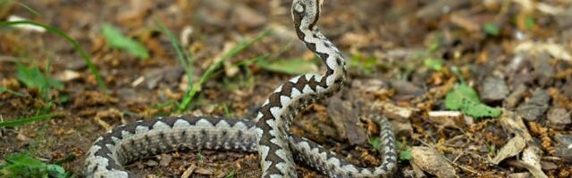 Zmije izmilile, pa stale (FOTO)